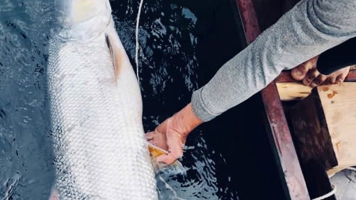Loài “cọp nước” sông Đà, đoạn chảy qua tỉnh Phú Thọ (mới), thực ra là con gì mà lắm người kỳ công tìm bắt?
