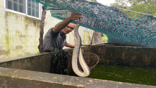 Con động vật đặc sản to dài, bự chảng này nuôi thành công ở Cà Mau, bán con giống hút hàng