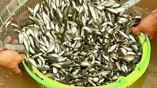 Mùa nước tràn đồng ở An Giang, cá linh, cá chốt bắt được vô số, 'nghề bà cậu' kiếm bộn tiền