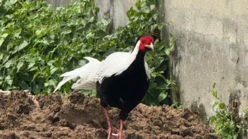 Tình cờ đi lạc vô nhà dân TPHCM, con động vật hoang dã đuôi dài, lông trắng này được nộp cho kiểm lâm