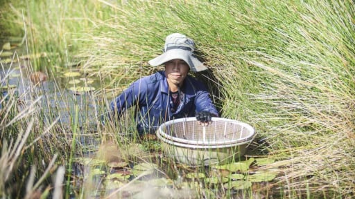 Bất ngờ Long An, dân ra đồng hoang xúc thứ cá nhà nghèo này để làm món ngon nhà giàu