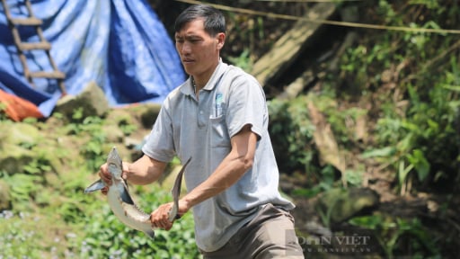 Người nuôi cá nước lạnh Lào Cai thua lỗ vì cá tầm nhập ồ ạt từ Trung Quốc, Cục Thủy sản và Kiểm ngư nói gì?