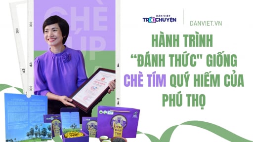 Hành trình “đánh thức” giống chè tím quý hiếm của Phú Thọ 