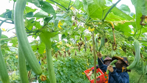 Một HTX ở Cà Mau trồng loại quả ngon giàu beta-caroten, thơm khắp đồng, ra trái quá trời, bán thẳng lên TPHCM