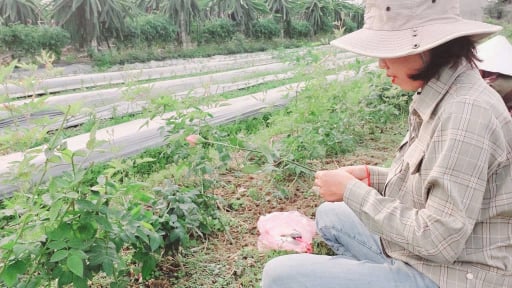 Nông dân Hải Phòng làm giàu kiểu ghép mầm hoa hồng lên gốc cây tầm xuân, lãi 18–23 triệu đồng/sào/năm