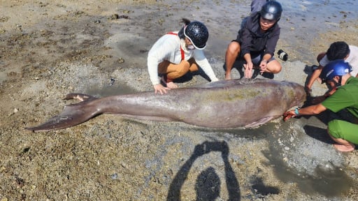 ‘Nàng tiên cá’ quý hiếm gần 300kg trôi dạt vào bờ biển ở đặc khu Côn Đảo