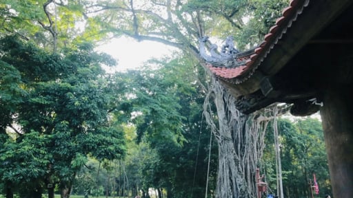 Thanh Hóa có một kinh thành cổ  nước non xanh biếc, rừng rậm um tùm, lại có 'đất quý hương' có lăng miếu Triệu Tường