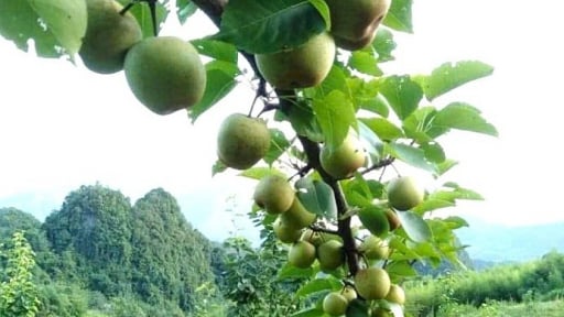 Thứ cây thấp tè mà ra quả quá trời ở Cao Bằng, vườn đẹp như phim