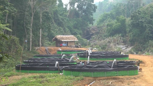 Lào Cai siết chặt kiểm tra cá tầm nhập lậu, quyết bảo vệ thị trường nội địa