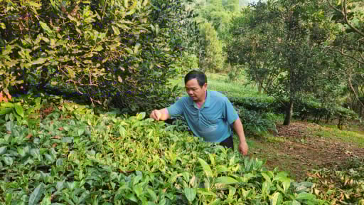 Mô hình trồng chè xanh đồi đẹp như phim, tay nghề nông dân nơi này ở Lai Châu tăng lên, thu nhập tốt hơn hẳn