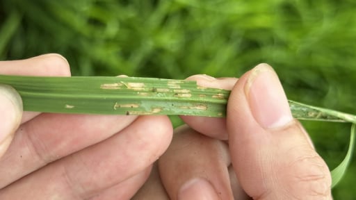 Mật độ một loại động vật gây hại 'chưa từng có', 1.800 con/m², nông dân Ninh Bình có nguy cơ mất mùa lúa