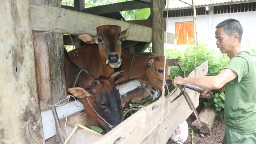 Nuôi trâu to, nuôi bò sinh sản là các mô hình giảm nghèo, tăng thu nhập cho nông dân xã Bắc Mê, tỉnh Tuyên Quang