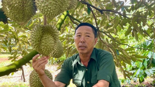 Đây là một ông tỷ phú Gia Lai, trồng 'cây tiền tỷ' theo cách 10 người ăn khen cả 10