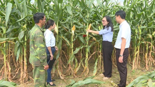 Xã biên giới tỉnh Lâm Đồng có kiểu canh tác mới: Trồng bắp không thu hạt, doanh nghiệp tới mua tận ruộng 