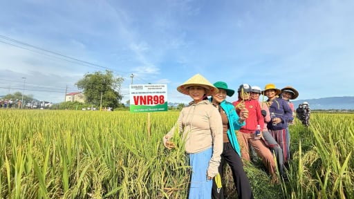 Nông dân Đà Nẵng “xiêu lòng” với những đặc tính vượt trội của VNR98