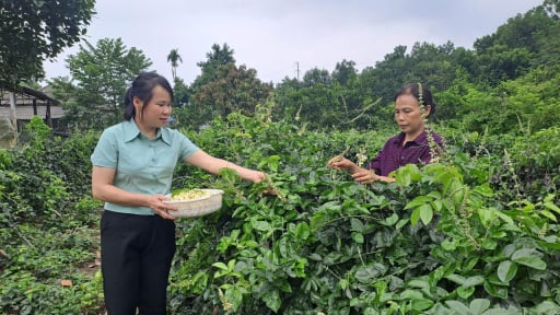 Cặp vợ chồng Thái Nguyên nuôi 'con đại bổ', trồng sâm nam, thu hàng trăm triệu/năm