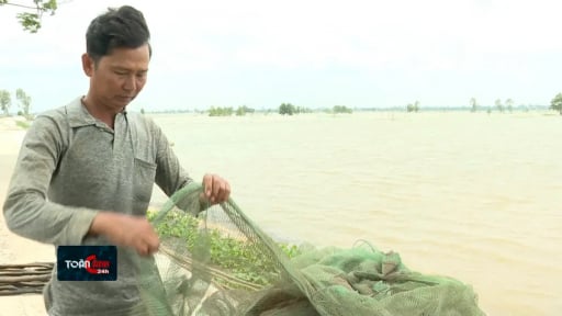 Đồng Tháp mùa nước nổi, miệng cống đầu nguồn nước phù sa chảy cuồn cuộn mang cả cá đồng