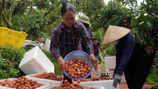 Sản lượng vải thiều Bắc Ninh lập kỷ lục lịch sử 205.000 tấn, nhưng mất giá, nông dân không vui