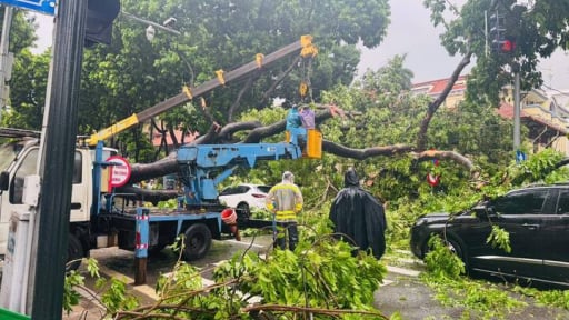 Kinh hoàng cảnh cây lớn bật gốc đè vào 2 ô tô đang di chuyển ở ngã tư Trần Phú - Chu Văn An, Hà Nội.