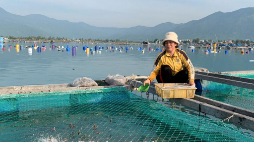 Nuôi cá đặc sản lồng bè ngoài biển, một nông dân Khánh Hòa bắt con to, bán 120.000 đồng/kg bự, 