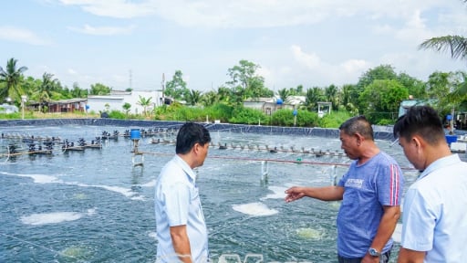 Vùng đất Cà Mau-‘Vàng mười’ từ đồng lúa, đầm tôm