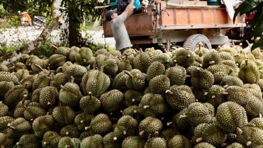 Trồng sầu riêng, trồng xoài ở xã Cam Hiệp, tỉnh Khánh Hòa, thu nhập của nông dân đang tốt lên, giảm nghèo bền vững