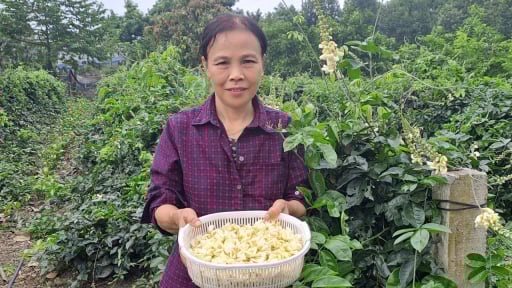 Khấm khá nhờ nuôi hươu sao lấy nhung, trồng sâm nam thay cho cây chè