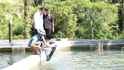 Loài cá quý tộc này nuôi thành công ở vùng núi Tây Côn Lĩnh của Tuyên Quang, toàn con to bự thế này đây