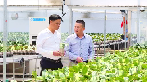 Tỷ phú Hà Tĩnh là một anh nông dân trồng thành công 'hoa quý tộc' hễ nở là cản chả kịp