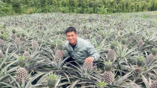 Thứ cây mới mẻ này ra quả bự cản chả kịp, dân nơi này Đắk Lắk cứ bẻ là bán hết luôn