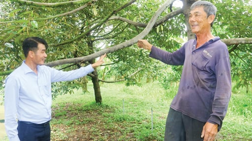 Một nơi ở Cần Thơ, ra ngõ, vô vườn đụng toàn tỷ phú, nhà nào cũng trồng 'cây tiền tỷ'