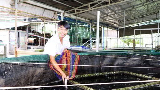 Tỷ phú Bà Rịa-Vũng Tàu nuôi cá chình dày đặc, bán giống, bán thịt đều hút hàng
