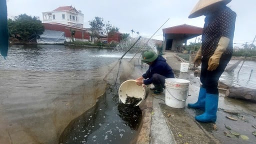 Sản lượng nuôi trồng thủy sản ở Hải Phòng 8 tháng năm 2025 đạt 129.260 tấn, tăng hơn 6,4%