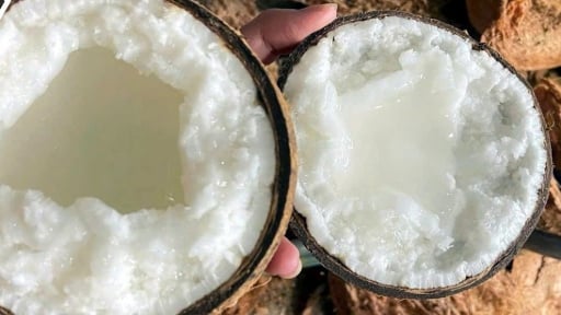 Đây, cây đặc sản thấp tè ra trái đặc ruột, bán ra nước ngoài đem hơn 1 tỷ USD về cho tỉnh Vĩnh Long mới
