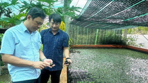 Nuôi con đặc sản này ở Phú Yên ít vốn, chả tốn tiền mua thức ăn chăn nuôi, bán dễ như nhai kẹo
