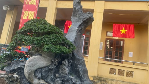 Xuất hiện cây cảnh được định giá 3 tỷ đồng tại sự kiện trưng bày sinh vật cảnh của một phường ở Tuyên Quang