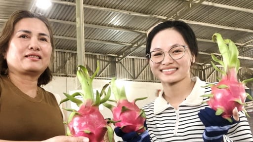 Đề nghị mới nhất để trái thanh long của tỉnh Lâm Đồng nhập khẩu thuận tiện vào thị trường Mỹ