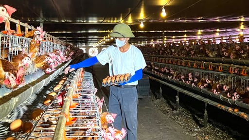 Trừng gà bất ngờ tăng giá 'cái vù', nông dân, HTX nuôi gà đẻ ở Hà Tĩnh thở phào nhẹ nhõm sau thời gian 'bí bách'