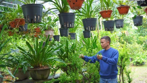 Trồng cây cảnh, trồng hoa lan, hoa giấy ở Quảng Ngãi, thanh niên làng tự 'trả lương tốt' cho chính mình