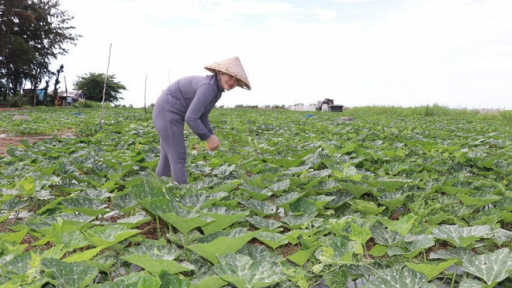 Vùng ngọt hóa Gò Công ở tỉnh Đồng Tháp nông dân đang trồng rau kiểu gì mà cắt bán hút hàng, thu lãi gấp 7 lần lúa?