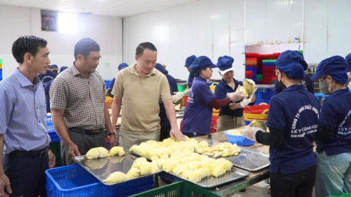 Chỉ một vụ sầu riêng, xã mới này của tỉnh Đắk Lắk đã bán ra gần 14.000 tấn, đó là xã nào vậy?
