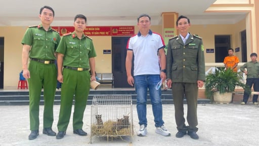 Thấy 3 con mèo rừng bị bỏ trong bao tải ven đường, anh nông dân vùng cao Lào Cai báo ngay lực lượng chức năng
