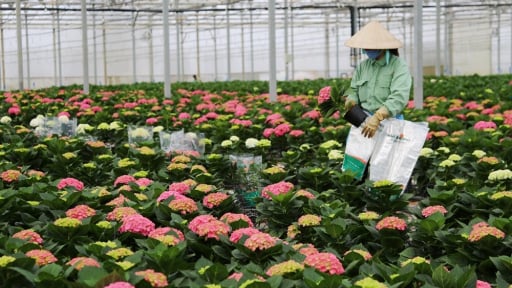 Tiềm lực phía sau ông lớn ngành hoa tươi vừa 'thâu tóm' doanh nghiệp  Úc