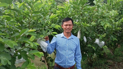 Trồng ổi công nghệ cao trái ngon quá trời, một anh thợ cơ khí TPHCM 'bỏ túi' 500 triệu/năm trên 'vùng đất chết'