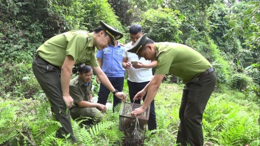 Phát hiện 2 con động vật hoang dã đang bò trên đường, một người dân Tuyên Quang giữ lại, giao cho kiểm lâm thả về rừng