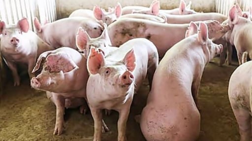 Giá lợn hơi tăng dần trở lại, nhập khẩu thịt cũng tăng lên rất mạnh