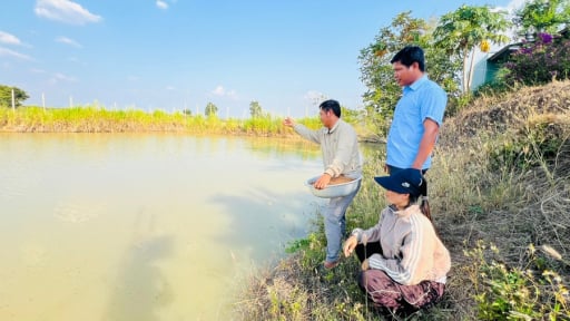 Thứ cá gì đen trũi, to như thân cây chuối bơi dưới ao ở nơi này của Gia Lai, cứ bắt lên là thương lái 'khuân' đi hết?