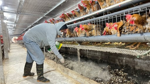 &Aacute;p dụng c&aacute;c biện ph&aacute;p xử l&yacute; m&ocirc;i trường, L&agrave;o Cai ph&aacute;t triển ng&agrave;nh chăn nu&ocirc;i bền vững