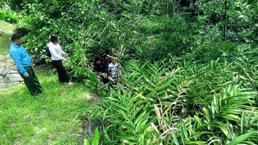 Tuyên Quang: Liên kết trồng cây sa nhân, nông dân kỳ vọng nâng cao thu nhập và làm giàu trên đất quê hương