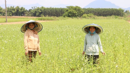 Sản xuất hữu cơ gắn với bảo vệ m&ocirc;i trường, n&ocirc;ng d&acirc;n Đ&agrave; Nẵng khẳng định chất lượng n&ocirc;ng sản 